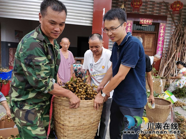 品种改良+定单销售 泸县潮河镇唐寺村桂圆走俏(图3)