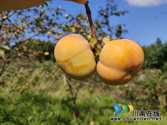 纳溪法院：“一站式”精准扶贫  脱贫户“柿柿”如意(图2)