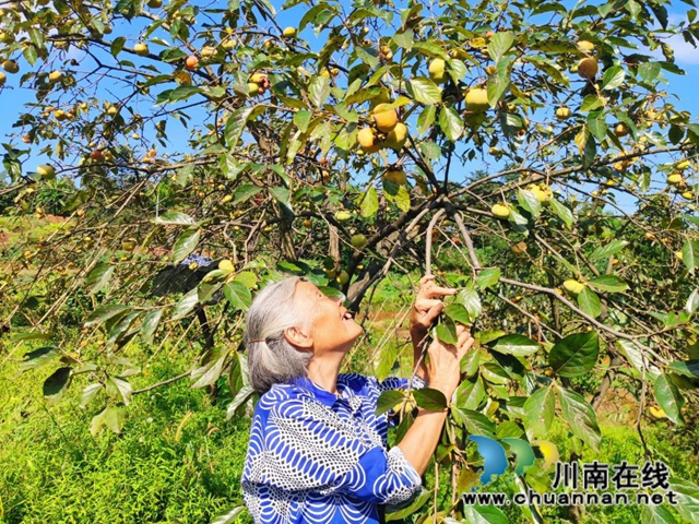 纳溪法院：“一站式”精准扶贫  脱贫户“柿柿”如意(图6)