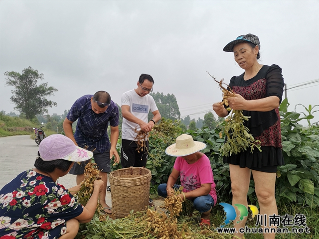 泸县潮河镇唐寺村扶贫产业园的花生成脱贫小金果(图3)