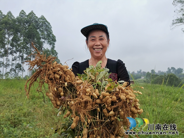 泸县潮河镇唐寺村扶贫产业园的花生成脱贫小金果(图5)