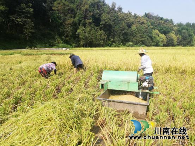 宜宾市叙州区多管齐下推进秋粮收购工作(图2)