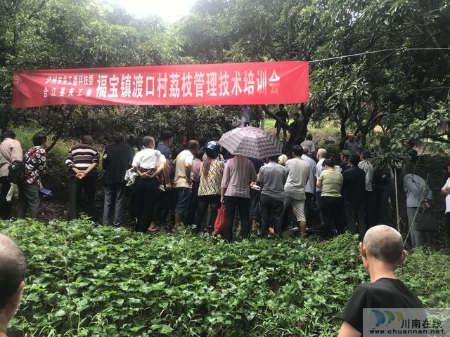 泸州市关工委科技委到福宝镇开展荔枝秋季管理技术培训(图2)