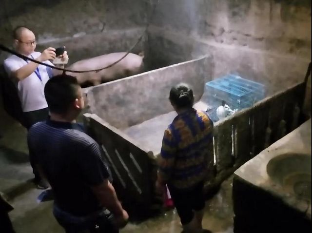 1500余斤!宜宾集中销毁一批未经检疫和检验猪肉(图4) 1500余斤!宜宾集中销毁一批未经检疫和检验猪肉(图4)