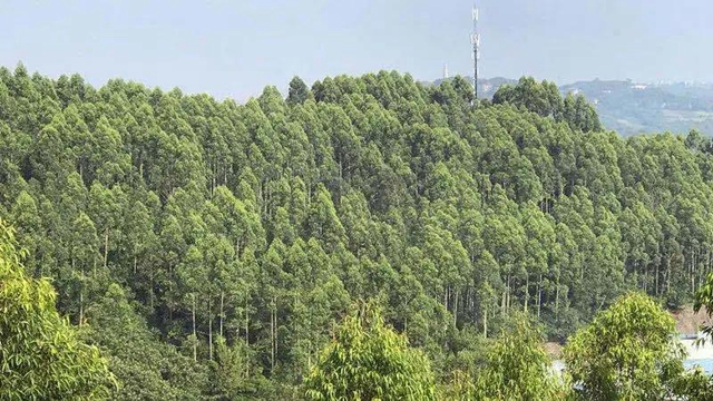 内江再获中央预算资金1500万，将用于这类项目！(图2)