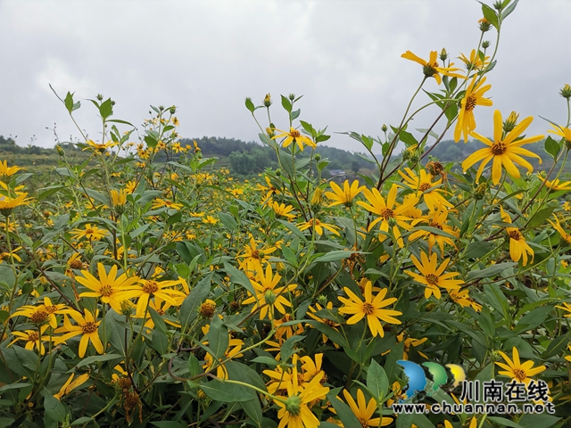 泸县牛滩镇新嘉村：菊芋花开脱贫路(图1)