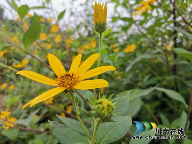 泸县牛滩镇新嘉村：菊芋花开脱贫路(图3)