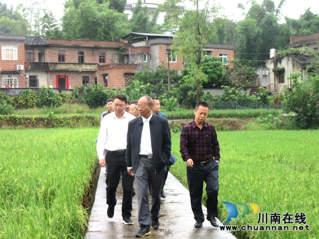 中科院院士到泸县潮河镇调研再生稻生产(图2)