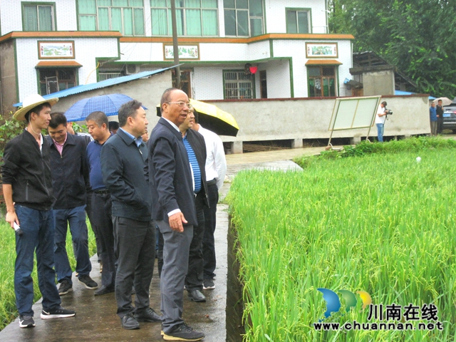 中科院院士到泸县潮河镇调研再生稻生产