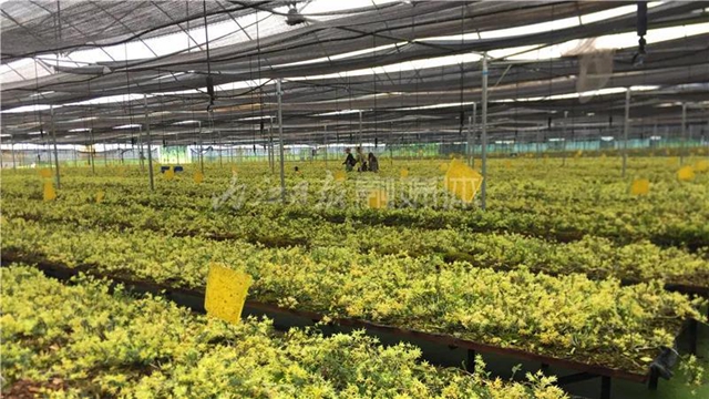 厉害!这项技术,内江做到了全国领先(图8) 厉害!这项技术,内江做到了全国领先(图8)