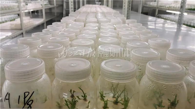 厉害!这项技术,内江做到了全国领先(图2) 厉害!这项技术,内江做到了全国领先(图2)