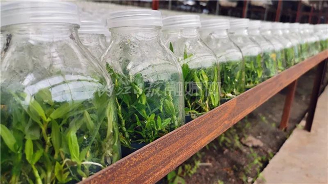 厉害!这项技术,内江做到了全国领先(图3) 厉害!这项技术,内江做到了全国领先(图3)