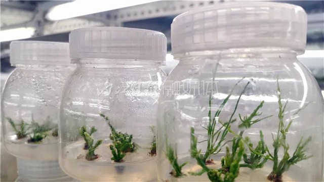 厉害!这项技术,内江做到了全国领先(图5) 厉害!这项技术,内江做到了全国领先(图5)