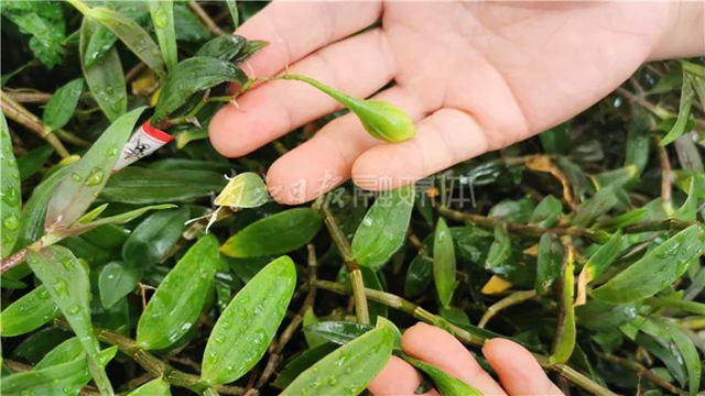 厉害!这项技术,内江做到了全国领先(图10) 厉害!这项技术,内江做到了全国领先(图10)