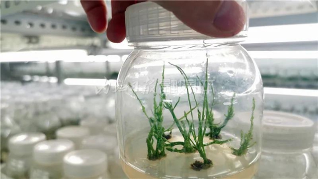 厉害!这项技术,内江做到了全国领先(图13) 厉害!这项技术,内江做到了全国领先(图13)