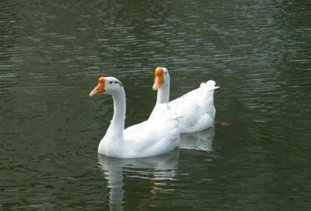 泸州：好邻居为一只鸡反目成仇，法官入户调解化恩怨(图3)