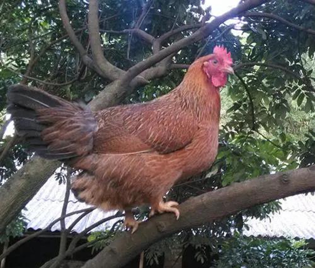 泸州：好邻居为一只鸡反目成仇，法官入户调解化恩怨(图2)