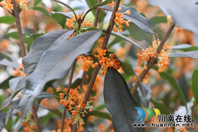 龙马潭区鱼塘街道：“黄桷”换“桂花”，老旧小区增添生活“幸福味”(图2)