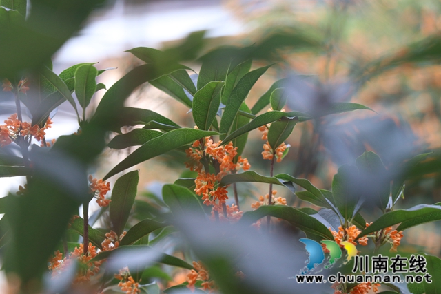 龙马潭区鱼塘街道：“黄桷”换“桂花”，老旧小区增添生活“幸福味”(图3)