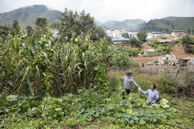 最后的收割(图2) 最后的收割(图2)