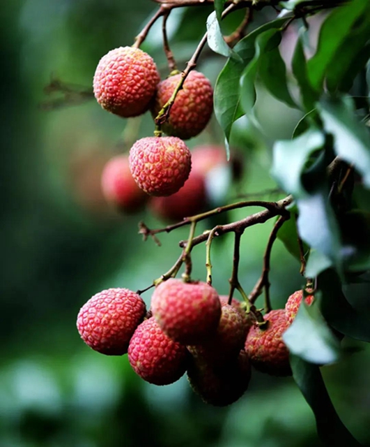 泸州牵手永川、江津，在合江建设现代高效特色农业经济带(图2)