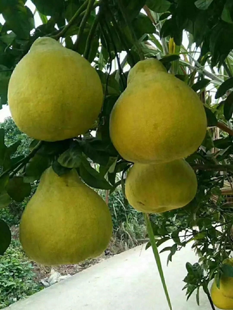 泸州牵手永川、江津，在合江建设现代高效特色农业经济带(图3)