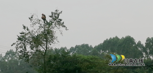 内江经开区靖民镇三山村：为村民安全着想，摘取马蜂窝在行动(图1)