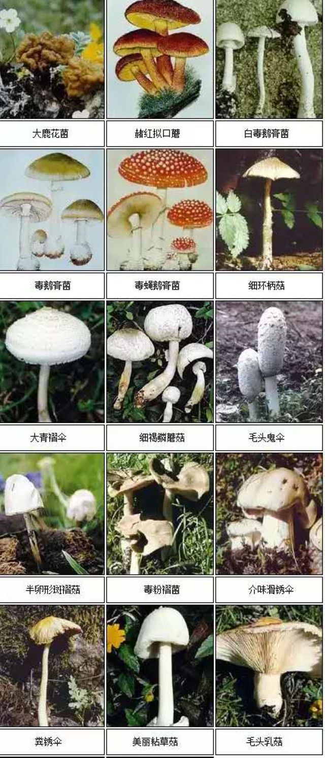 【围观】泸州三位孃孃办公室煮野生菌吃，出事儿了(图7)