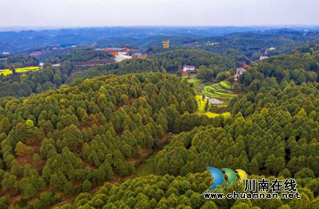 促进油樟产业高质量发展，宜宾这样打算！(图2)