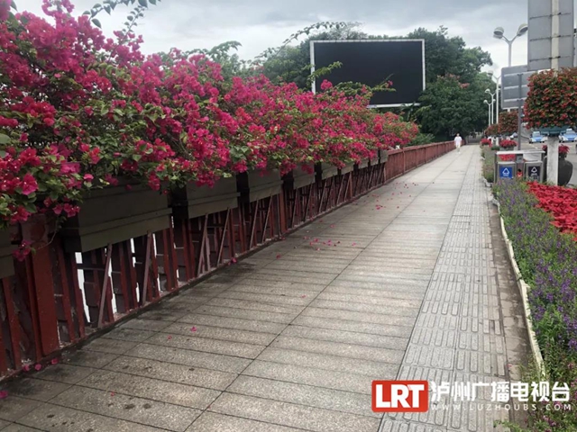 泸州龙泉桥本月下旬开启修缮,人行道护栏有新变化!(图2) 泸州龙泉桥本月下旬开启修缮,人行道护栏有新变化!(图2)