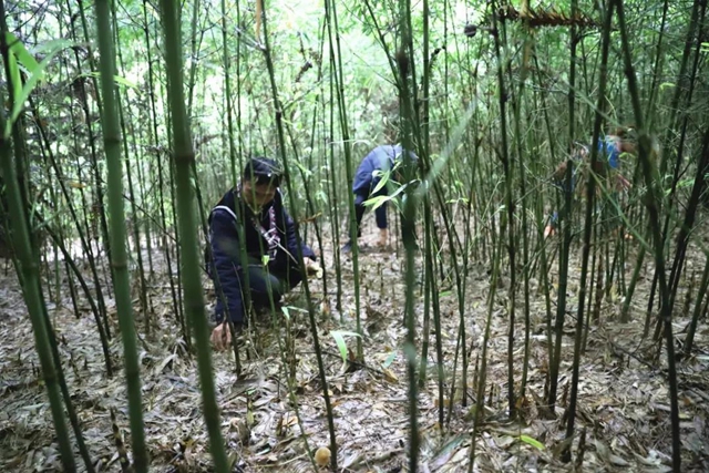 宜宾山上这种“宝贝”产值竟高达1.2亿元！好多人都去寻找、采收……(图1)