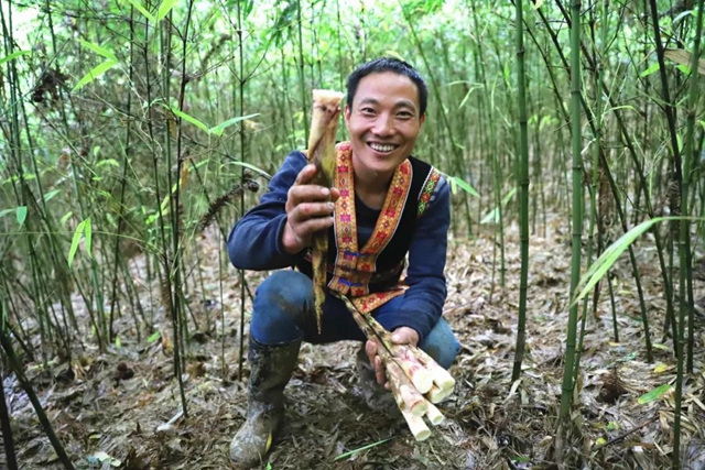 宜宾山上这种“宝贝”产值竟高达1.2亿元！好多人都去寻找、采收……(图3)