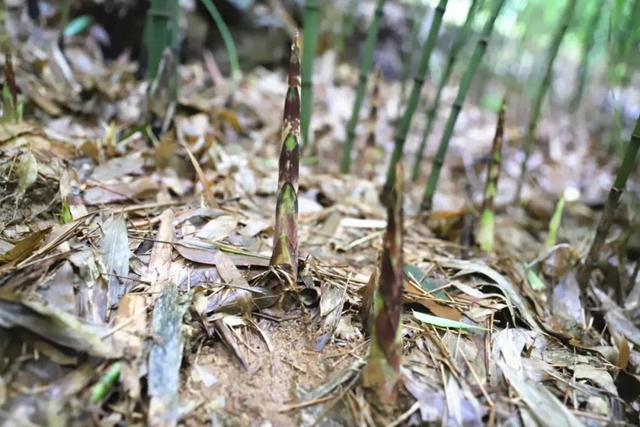 宜宾山上这种“宝贝”产值竟高达1.2亿元！好多人都去寻找、采收……(图2)