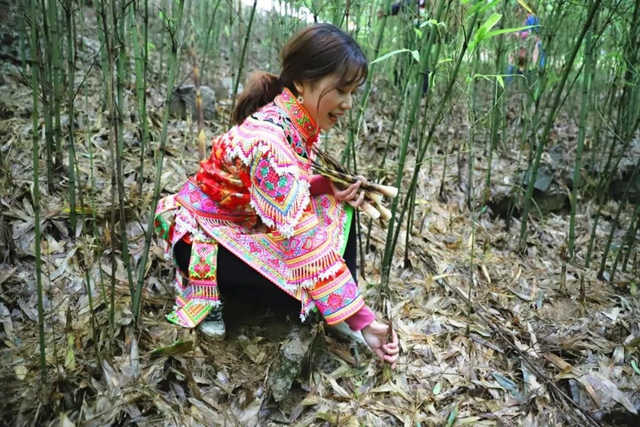 宜宾山上这种“宝贝”产值竟高达1.2亿元！好多人都去寻找、采收……(图4)