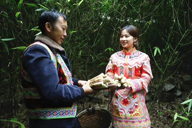 宜宾山上这种“宝贝”产值竟高达1.2亿元！好多人都去寻找、采收……(图5)