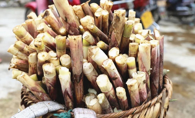 宜宾山上这种“宝贝”产值竟高达1.2亿元！好多人都去寻找、采收……(图7)