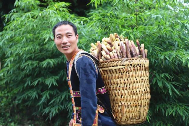 宜宾山上这种“宝贝”产值竟高达1.2亿元！好多人都去寻找、采收……(图8)