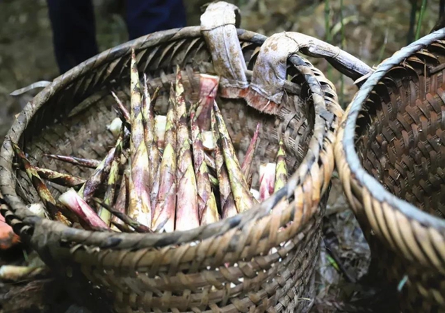 宜宾山上这种“宝贝”产值竟高达1.2亿元！好多人都去寻找、采收……(图6)