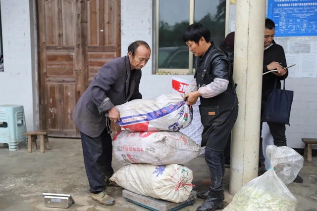 宜宾山上这种“宝贝”产值竟高达1.2亿元！好多人都去寻找、采收……(图11)