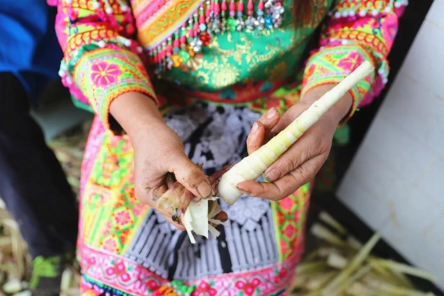 宜宾山上这种“宝贝”产值竟高达1.2亿元！好多人都去寻找、采收……(图10)