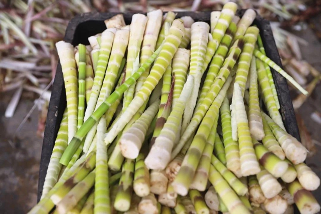 宜宾山上这种“宝贝”产值竟高达1.2亿元！好多人都去寻找、采收……(图13)