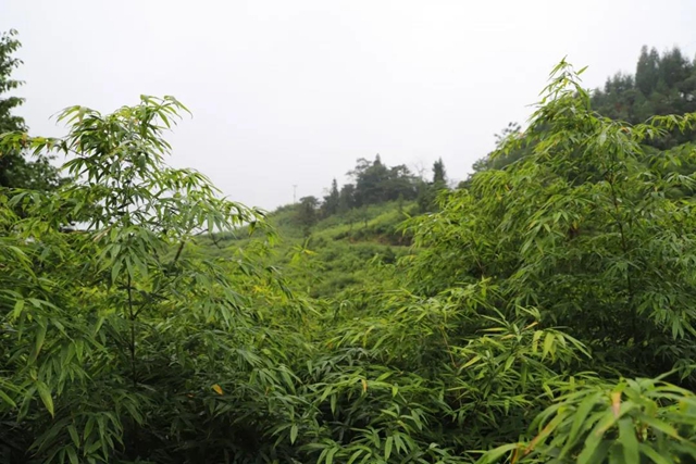 宜宾山上这种“宝贝”产值竟高达1.2亿元！好多人都去寻找、采收……(图14)