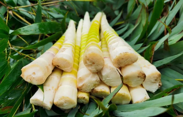 宜宾山上这种“宝贝”产值竟高达1.2亿元！好多人都去寻找、采收……(图15)