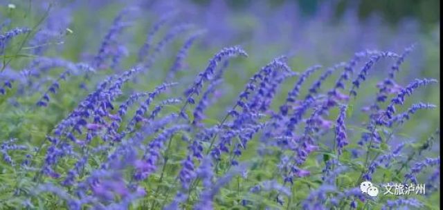 来泸州这里，解锁诗意慢生活(图6)
