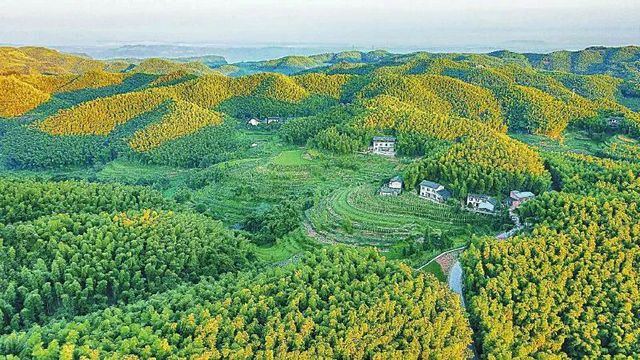 纳溪:竹产业铺就致富路(图1) 纳溪:竹产业铺就致富路(图1)