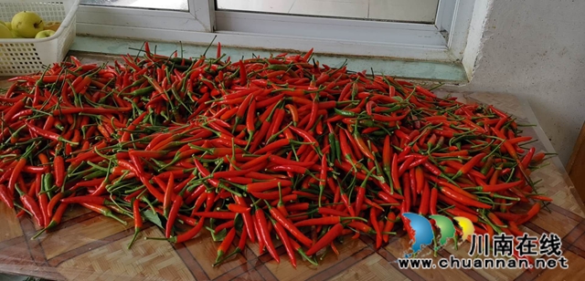 微信带货 泸州援藏干部为乡城县辣椒找销路(图1) 微信带货 泸州援藏干部为乡城县辣椒找销路(图1)
