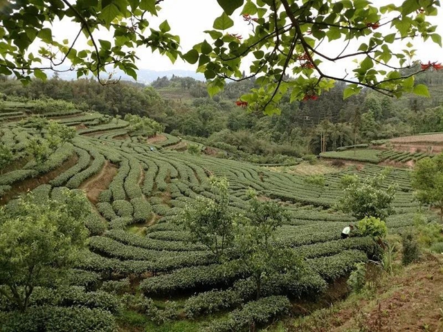 高县早茶基地一角(资料图)宜宾茶叶常年在元月下旬至2月上旬,即可开园