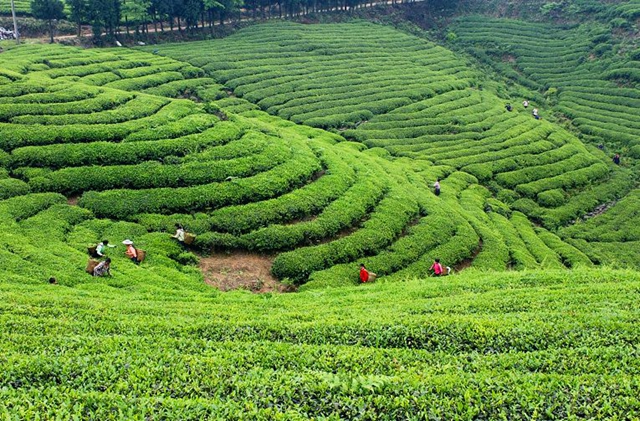 全省首批生态环境建设试点城市出炉，宜宾入选！(图10)