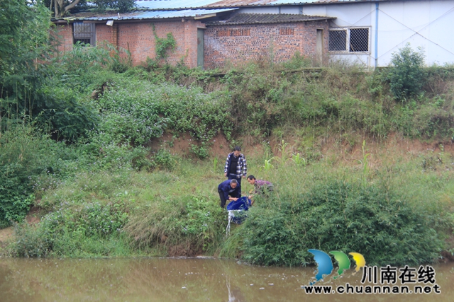 泸县云龙镇：放鱼养水，助力河流生态环境改善(图3)