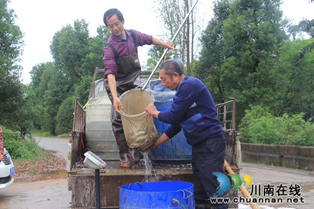 泸县云龙镇：放鱼养水，助力河流生态环境改善(图1)